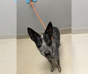 Mutt Dogs for adoption in Las Vegas, NV, USA