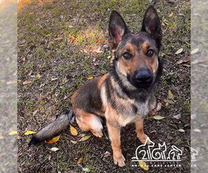 German Shepherd Dog Dogs for adoption in Irvine, CA, USA