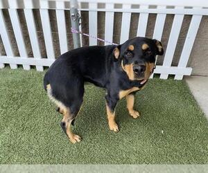 Rottweiler-Unknown Mix Dogs for adoption in Modesto, CA, USA
