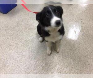 Border Collie Dogs for adoption in Riverside, CA, USA