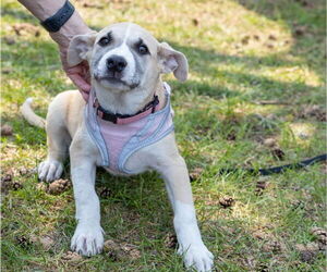 Collie-Labrador Retriever Mix Dogs for adoption in Brooklyn Center, MN, USA