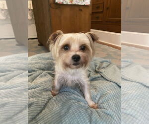 Mutt Dogs for adoption in Sanford, FL, USA