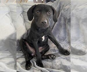 Labrador Retriever Dogs for adoption in Oak Bluffs, MA, USA