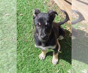 Rottweiler-Siberian Husky Mix Dogs for adoption in Fremont, CA, USA
