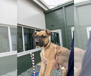 Mutt Dogs for adoption in Waterford, VA, USA