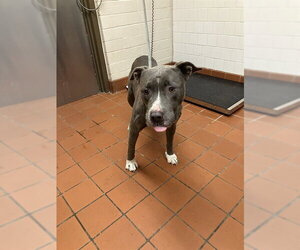American Pit Bull Terrier Dogs for adoption in Camarillo, CA, USA