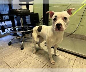 American Staffordshire Terrier-Unknown Mix Dogs for adoption in Grand Prairie, TX, USA