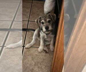 Mutt Dogs for adoption in Harrison, AR, USA
