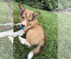Australian Shepherd-Unknown Mix Dogs for adoption in Plainfield, IL, USA