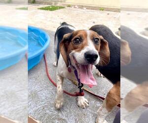 Beagle Dogs for adoption in Brewster, MA, USA