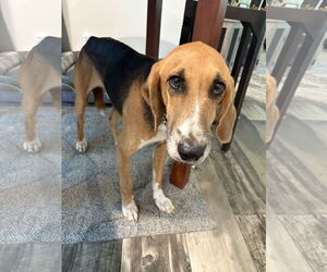 Mutt Dogs for adoption in Mount Pleasant, SC, USA