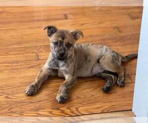 Australian Shepherd-Boxer Mix Dogs for adoption in pomfret, CT, USA