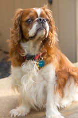 Medium Photo #1 Cavalier King Charles Spaniel-Unknown Mix Puppy For Sale in Livonia, MI, USA