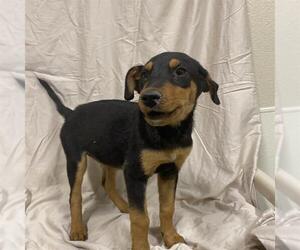German Shepherd Dog-Unknown Mix Dogs for adoption in Modesto, CA, USA