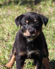 Mutt Dogs for adoption in Helotes, TX, USA