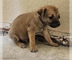 Chihuahua-Unknown Mix Dogs for adoption in Pasadena, TX, USA