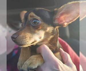 Chihuahua Dogs for adoption in York, SC, USA
