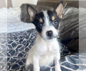 Jack Russell Terrier-Parson Russell Terrier Mix Dogs for adoption in San Juan Capistrano, CA, USA