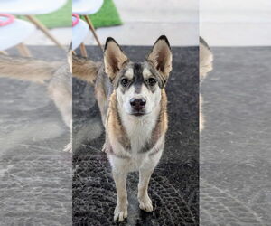 Huskies -Samoyed Mix Dogs for adoption in Chandler, AZ, USA