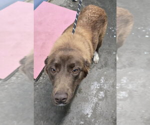 Retriever -Unknown Mix Dogs for adoption in Evansville, IN, USA