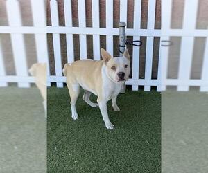 Mutt Dogs for adoption in Modesto, CA, USA
