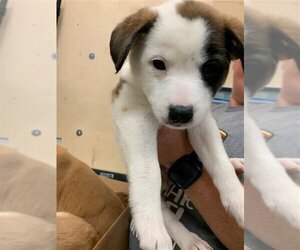 Saint Bernard-Unknown Mix Dogs for adoption in Corpus Christi, TX, USA