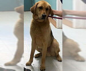 Golden Retriever-Unknown Mix Dogs for adoption in Newfoundland, PA, USA
