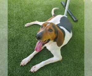 Treeing Walker Coonhound Dogs for adoption in Clyde, NC, USA