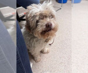 Shih Tzu-Unknown Mix Dogs for adoption in Bakersfield, CA, USA