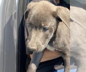 Labrador Retriever Dogs for adoption in Bakersfield, CA, USA