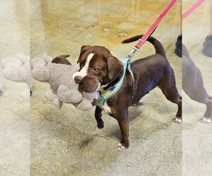 Chocolate Labrador retriever-Labrador Retriever Mix Dogs for adoption in Missouri City, TX, USA