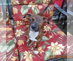 Dachshund-Unknown Mix Dogs for adoption in Coldwater, MI, USA