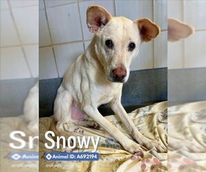 Labrador Retriever-Unknown Mix Dogs for adoption in San Antonio, TX, USA