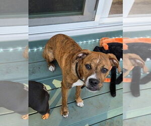 Boxer-Unknown Mix Dogs for adoption in Alexander, AR, USA