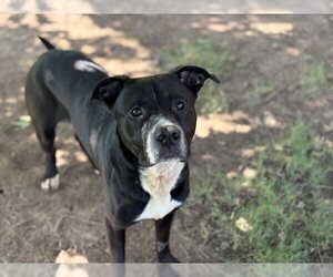 Mutt Dogs for adoption in Tulsa, OK, USA