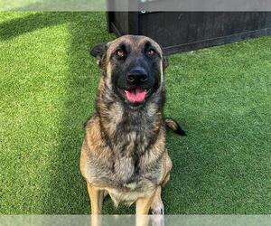 Mutt Dogs for adoption in Orange, CA, USA