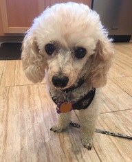 Poodle (Toy) Dogs for adoption in Pataskala, OH, USA