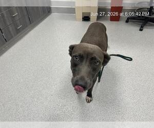 Pointer-Unknown Mix Dogs for adoption in Ocala, FL, USA