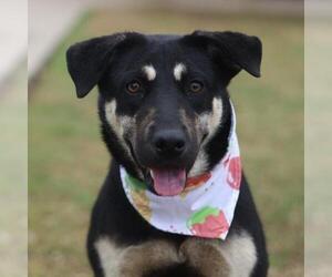 Labrador Retriever Dogs for adoption in San Antonio, TX, USA