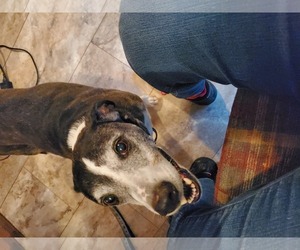 Bull Terrier-Jack Russell Terrier Mix Dogs for adoption in Woodbridge, VA, USA