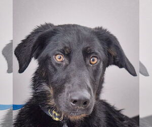 German Shepherd Dog-Unknown Mix Dogs for adoption in Huntley, IL, USA