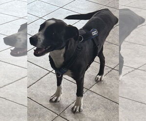 American Staffordshire Terrier-Labrador Retriever Mix Dogs for adoption in Walnutport, PA, USA