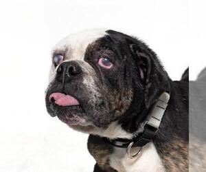 Bulldog Dogs for adoption in Santa Maria, CA, USA