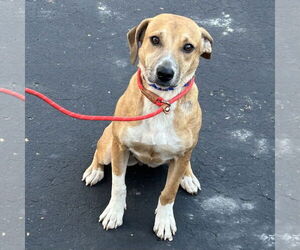 Labbe Dogs for adoption in Batavia, OH, USA