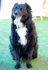 Borador Dogs for adoption in Grass Valley, CA, USA