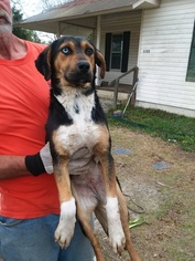 Medium Photo #1 Mutt Puppy For Sale in Tuskegee, AL, USA