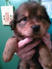 Mutt Dogs for adoption in Munford, TN, USA