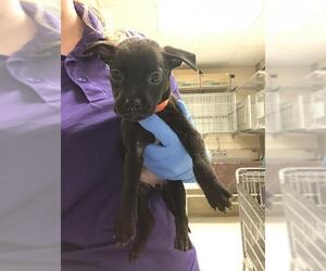 Labrador Retriever Dogs for adoption in Conroe, TX, USA