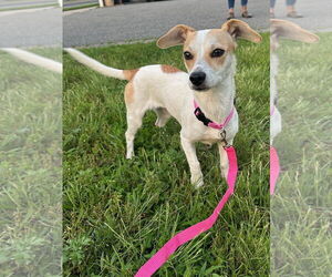 Mutt Dogs for adoption in Woodbury, NY, USA