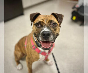 American Pit Bull Terrier Dogs for adoption in Petaluma, CA, USA